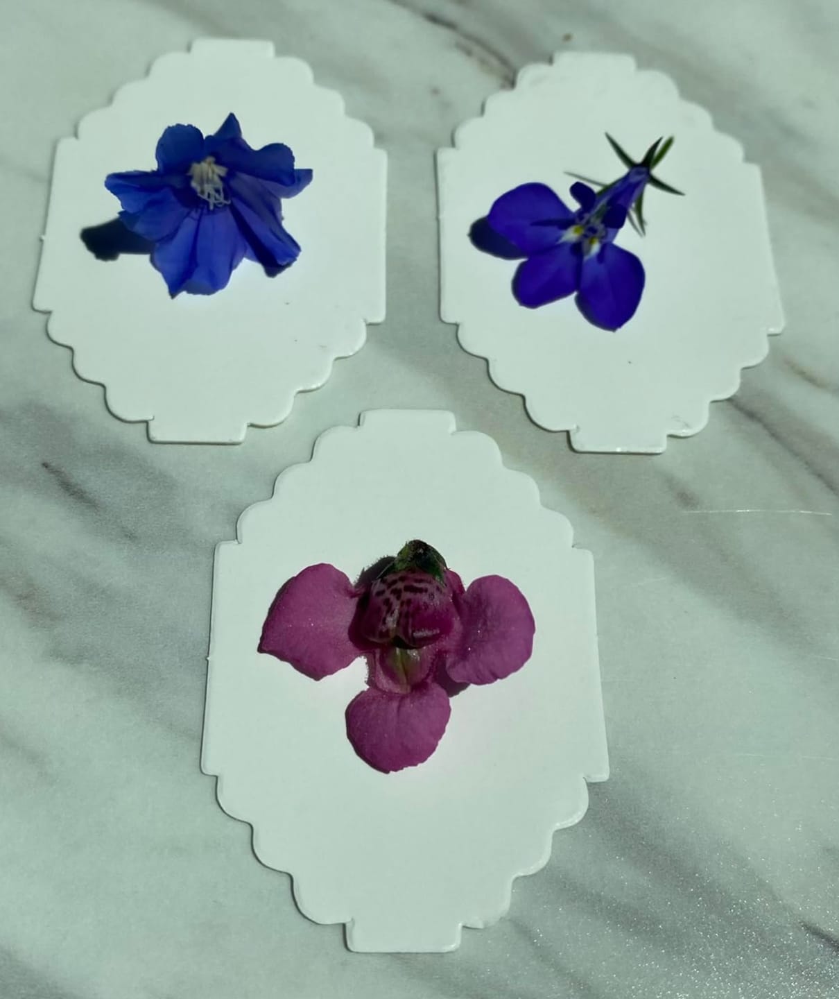 Flower press photo shared by Caroline A.