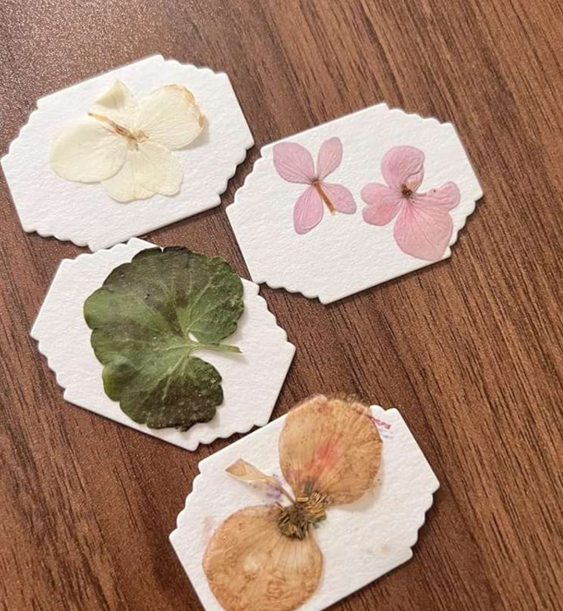 Flower press photo shared by Willow R.