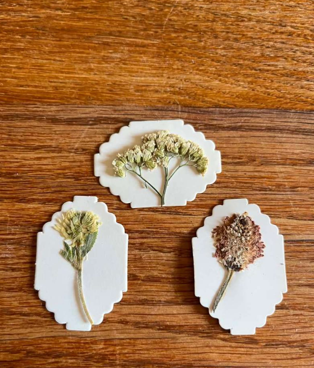 Flower press photo shared by Adeline R.