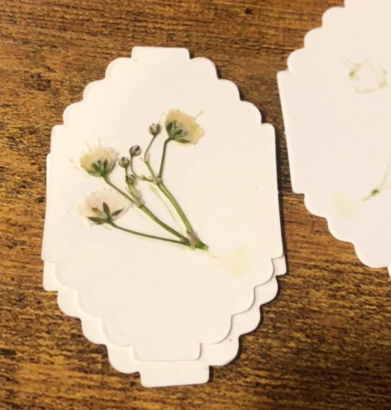 Flower press photo shared by Charlotte W.